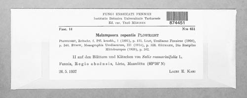 Melampsora epitea image